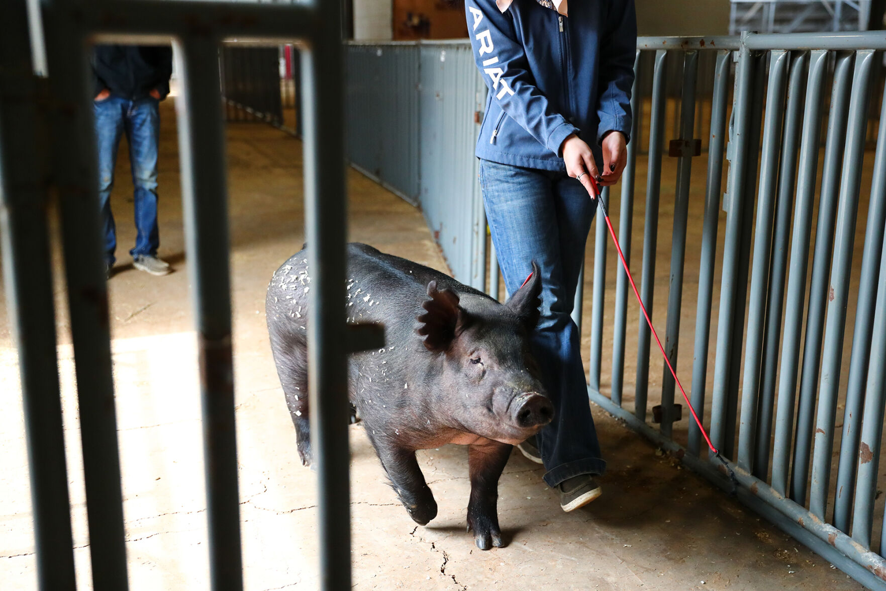 Brazos Valley Youth Livestock Show
